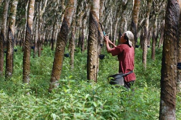Perkebunan karet di Indragiri Hilir, Riau