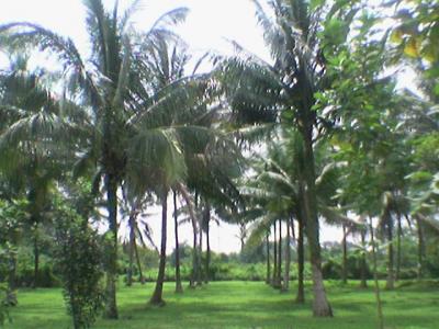 kelapa-kebun