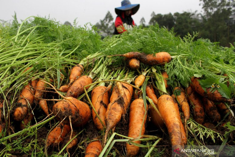 Ilustrasi - Petani memanen sayuran wortel (ANTARA FOTO)