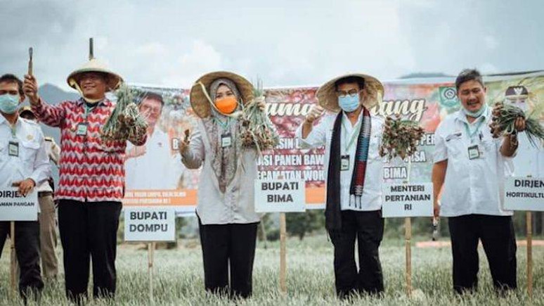 Menteri Pertanian Syahrul Yasin Limpo saat panen raya bawang merah di Desa Risa, Kecamatan Woha, Kabupaten Bima, NTB, Kamis (28/5/2020). Dok/Kementan