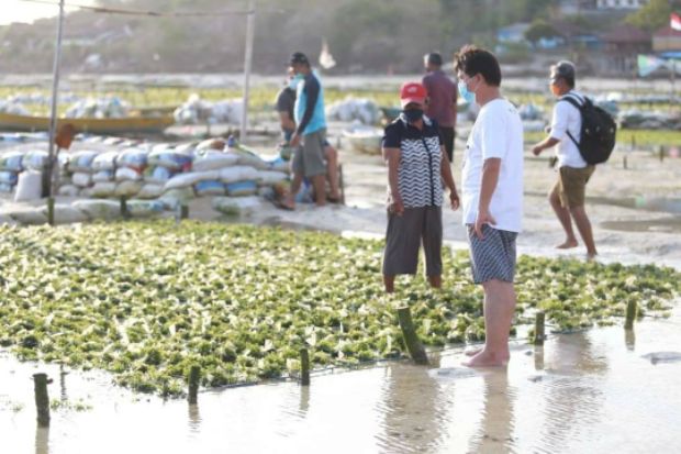 Pemkab Klungkung Siap Stabilkan Harga Rumput Laut di Nusa Penida