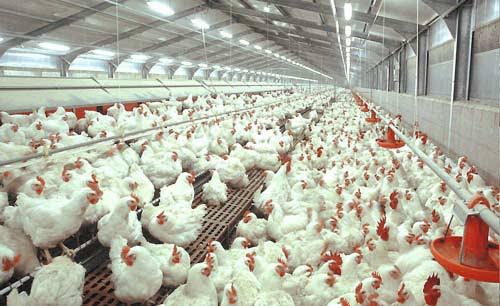 Saat Pandemi Covid-19, Produksi Daging Ayam Surplus 800 Ton