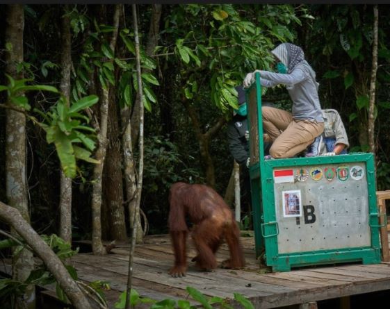 SSMS Terapkan Protokol Kesehatan Pindahkan Orangutan ke Pulau Suaka