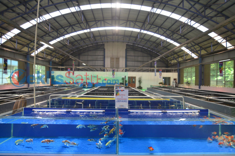 Menteri Trenggono: RI 5 Besar Pengekspor Ikan Hias Dunia
