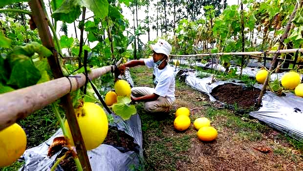 EWINDO Dorong Genarasi Milenial Ciptakan Peluang Kerja di Bisnis Pertanian