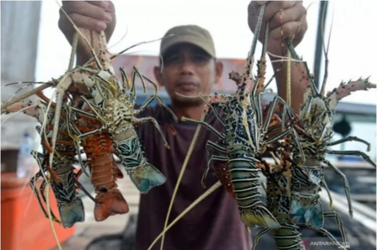 Resmi Larang Ekspor Benur, KKP: Untuk Majukan Budidaya Lobster