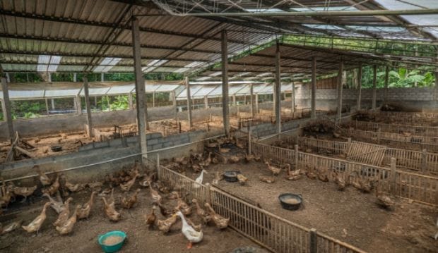Gambaran Industri Peternakan Bebek di Indonesia