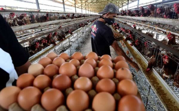 Iustrasi, peternak ayam tengah memanen telur (Foto: MNC Media).