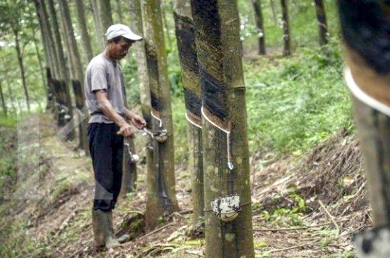 Tingkatkan Poduktivitas Petani Karet, RLU Gandeng IDH Bina Kelompok Tani Hutan