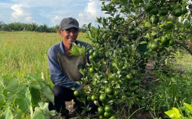 800 Petani Kalteng Ikuti Program Bertani Tanpa Bakar dan Tanpa Kimia