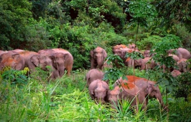 Pusat Informasi Konservasi Gajah di Tebo Hasil Kolaborasi Stakeholders