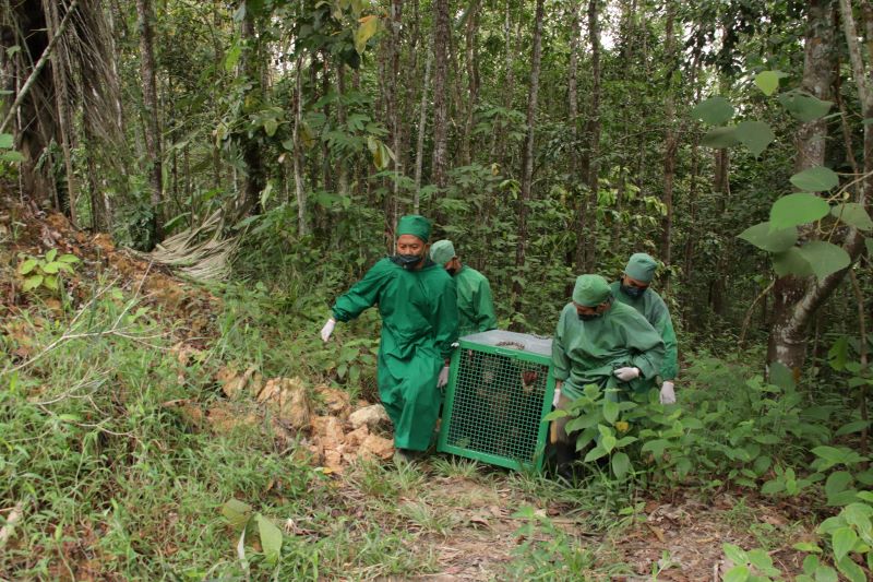 BCA Dukung Konservasi Orangutan di Kalimantan