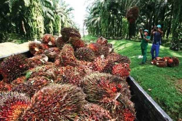 Indonesia Siapkan Kebijakan Ekspor CPO via Bursa Berjangka