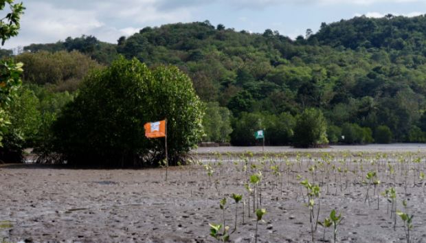 MPMX Melanjutkan Rehabilitasi Mangrove 2 Hektare di Sepang NTT