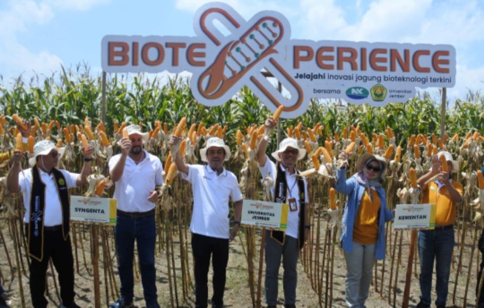 Syngenta Panen Jagung Bioteknologi Perdana di Indonesia