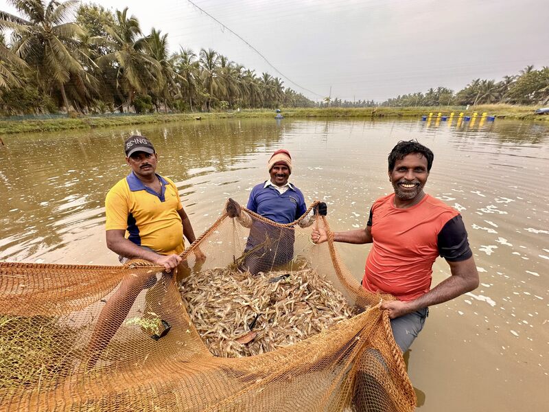 Ekspansi ke India, Efishery Perkuat Posisi di Pasar Akuakultur Global